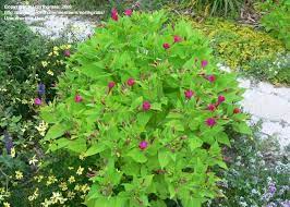 Pin On Fl Flowering Plants Other