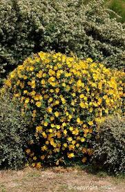 Un très large choix pour colorer le jardin en fin de saison, en haie ou massif, et compléter les flamboyants feuillages, qui apportent un supplément de charme au jardin. Pepiniere D Altitude Hautes Alpes Plantes De Montagne Pepinieres Luc Andre