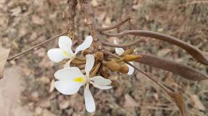 Image result for Cyperus mapanioides