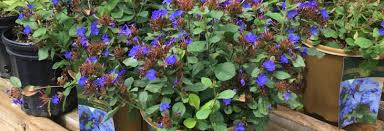 See more ideas about plants, perennials, planting flowers. Do Perennials Come Back Every Year Technically Yes