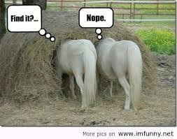 Image result for funny horse
