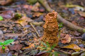 Nid de guepe sous terre. Trou De Nid De Guepe Dedans Sous Terre A L Interieur De La Foret Tropicale D Amazone Dans Le Parc National De Cuyabeno En Equat Photo Stock Image Du Live Winged 94538660