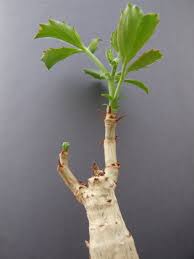 Image result for Cyphostemma quinatum