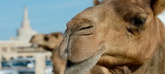 Das dromedar (camelus dromedarius), auch als einhöckriges oder arabisches kamel bezeichnet, ist eine säugetierart aus der gattung der altweltkamele innerhalb der familie der kamele (camelidae). Kamel Duda News