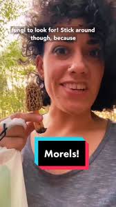 Exploring the World of Morel Mushrooms
