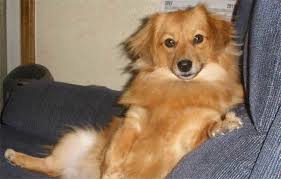The best way to learn more about them is to look at. All About The Pomeranian Dachshund Mix The Dameranian