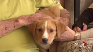 West Island Palliative Care Residence gets new emotional support puppy