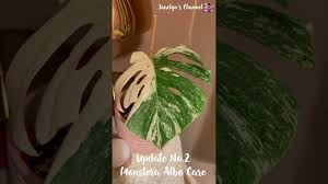 If all else fails, google it. Saving My Monstera Albo Borsigiana From Browning Monstera Albo Care Update 2 Shorts 30 01 Youtube
