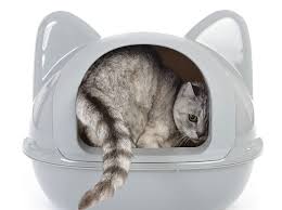 Also, seit knapp einem jahr wohnen meine frau, ich und meine schwiegereltern zusammen in einem haus, beide parteien haben 2 katzen. 10 Wirksame Tipps Gegen Unsauberkeit Bei Katzen