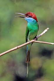 And can't seem to get clear background for a snapshot. Blue Throated Bee Eater Wikiwand