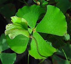 Image result for Marsilea vera