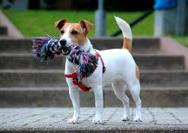 This is a space designed to show off your jack, or your terrier mix. Jack Russel Terrier Fun Facts And Crate Size Pet Crates Direct