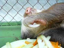 26 Invaluable Life Lessons According To Sloths Lazy Sloths Sloth Sloth Eating