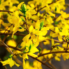 Forsythia Seeds Forsythia Suspensa Planting Shrubs Garden Shrubs Shrubs