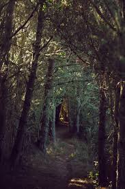 The Woods Are Lovely Dark And Deep Seriously My Favorite Place In The World Nature Beautiful Nature Scenery
