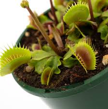 As you will see, you should care for this plant slowly and easy. Carnivorous Plant Venus Flytrap