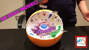 Animal cell diagram with labels and functions. How To Make An Amazing 3d Model Of An Animal Cell Biology 3d Model Hi5 Trainer Youtube
