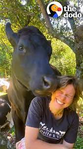 This rescue cow acts like a 1-ton baby 😍