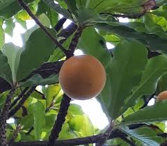 Image result for Pouteria