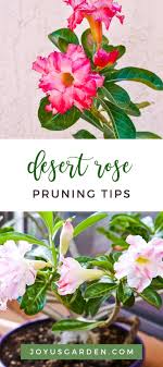 Check spelling or type a new query. Pruning Desert Rose Adenium Obesum Joy Us Garden Desert Rose Plant Desert Rose Adenium