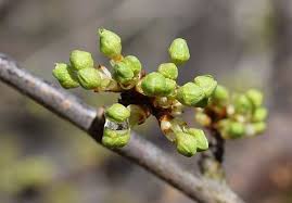 опрыскивание деревьев весной по фазам от болезней и вредителей Chem Opryskat Derevya Vesnoj Ot Boleznej I Vreditelej Po Fazam Sadovye Vrediteli Organicheskoe Sadovodstvo Sadovye Derevya