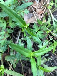 Image result for Enydra fluctuans