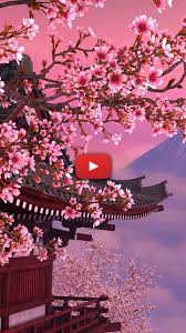 Lihat ide lainnya tentang bunga sakura, bunga, pemandangan. Cherry Blossom Background Wallpapers Pink Japanese Sakura Wallpaper Sakura Garden Wallpa Cherry Blossom Wallpaper Cherry Blossom Background Live Wallpapers