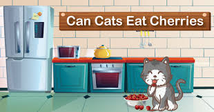 Dairy that are safe for cats. Should You Give Your Cat Cherries To Eat Proof Study