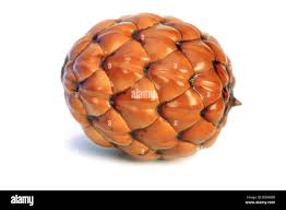 Image result for Raphia farinifera