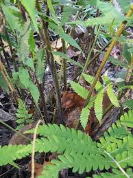 Image result for Christella dentata