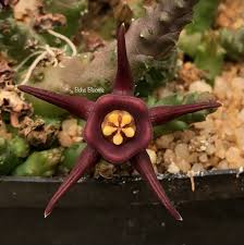 Image result for Orbea paradoxa