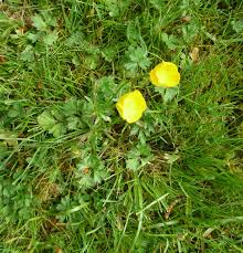 The daisy is extremely common in all types of turf, including lawns, sports pitches, golf courses, playing fields, pastures and roadside banks and verges. Late Spring Lawn Weeds Growing And Flowering In May