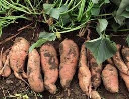 Ubi keledek bakar makna emoji. Penanaman Kentang Manis Dan Penjagaan Ubi Keledek Di Pinggir Bandar Di Kawasan Terbuka