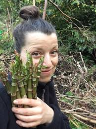 Has anyone used knotweed honey in recipes?