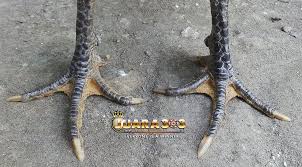 Udah cari2 kemana2 untuk pesan ayam jago sebuah taktik untuk melahirkan jenis ayam petarung paling unggul. Gambar Kaki Ayam Bangkok Pukul Mati