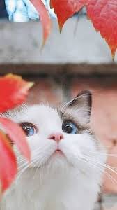 Chat Cat Cute Mignon Kitten Baby Chaton Papillon Blanc White Feuille Leaf Cute Animals Cute Cats Cute Baby Animals