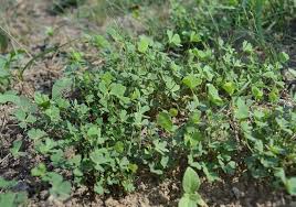 Image result for Marsilea aegyptiaca