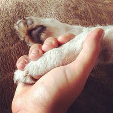 Holding hands | Crazy dog lady, My animal, Paw hand
