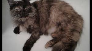 Many cultures around the world feature tortoiseshell cats in their folklore: Zara Long Haired Tortoiseshell Cat Youtube