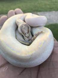 A similar adaptation is found in sandpipers; 81 Derpy Snikes Ideas Cute Snake Cute Reptiles Pet Snake
