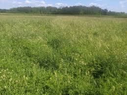 Image result for Cicer