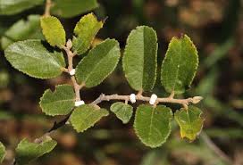 Image result for Grewia monticola