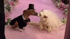 Beverly Hills Chihuahua 2 Perros Chihuahua Perros Chihuahua