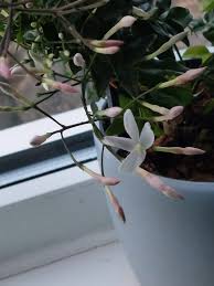 Image result for Jasminum stenolobum