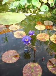 Botanischer Garten Pictures Of Germany Erlangen Trip Advisor