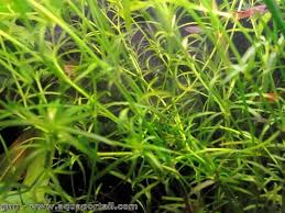 Image result for Najadaceae