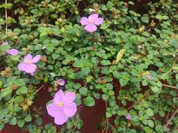 Image result for Dissotis pulchra