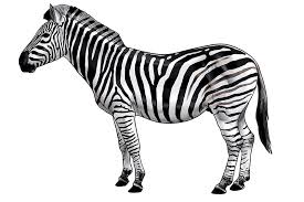 Image result for zebra