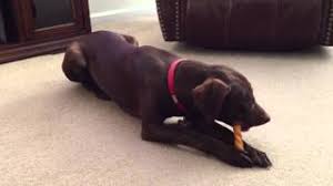 We did not find results for: Chocolate Lab Weimaraner Mix Enjoying Bone Youtube
