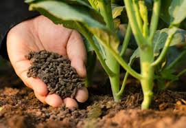 Nitrogen fertilizer is the major production input for grain crops other than grain legumes. Types Of Organic Fertilizers Planet Natural